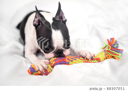 Funny Boston Terrier is playing with a colored toy on the bed in the bedroom at home. The dog is happy and contented Funny Boston Terrier is playing with a colored toy on the bed in the bedroom at home. The dog is happy and contented 88307051