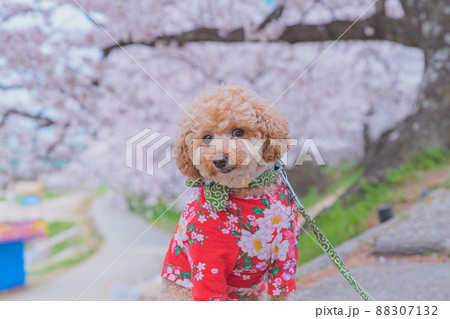 桜と犬 桜と犬 88307132