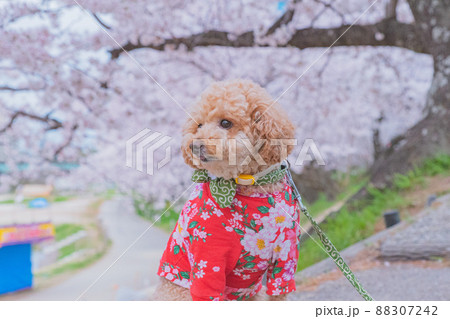 桜と犬 88307242