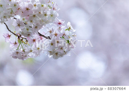 桜 88307664