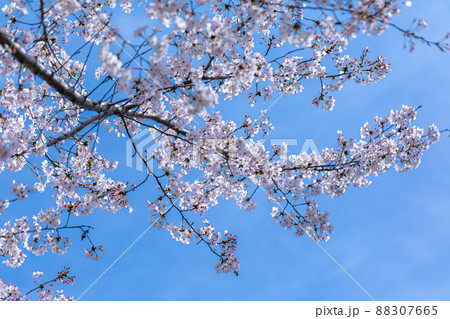 桜 88307665