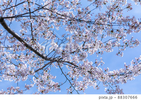 桜 88307666