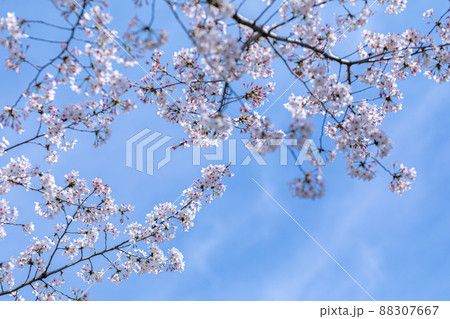 桜 88307667
