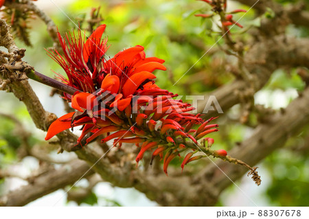 沖縄の県花 島唄でお馴染み デイゴの花 沖縄の県花 島唄でお馴染み デイゴの花 88307678
