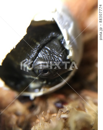 クサガメの孵化 クサガメの孵化 88307774