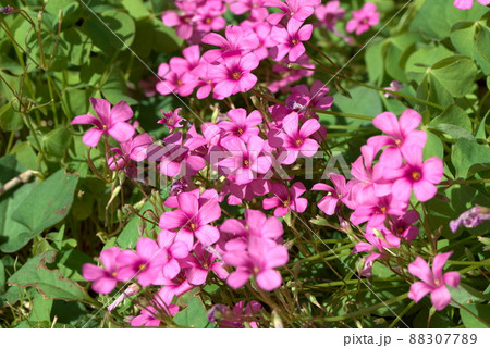 ムラサキカタバミ 88307789