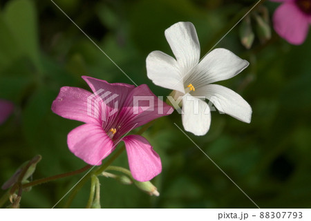 ムラサキカタバミ　白とピンク 88307793