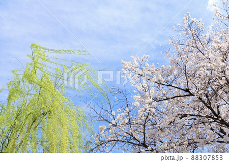 しだれ柳と桜 しだれ柳と桜 88307853