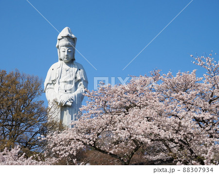 高崎白衣大観音と満開のソメイヨシノ 88307934