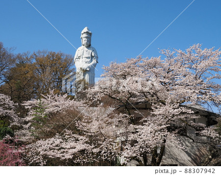 高崎白衣大観音と満開のソメイヨシノ 88307942