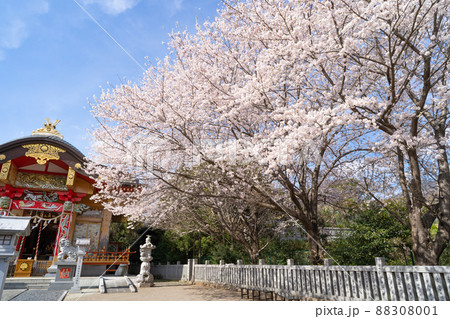加波山神社の桜（茨城県桜川市） 88308001