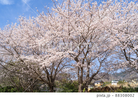 加波山神社の桜（茨城県桜川市） 88308002