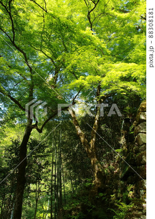 日本の春の美しい風景　高源寺の新緑の楓(兵庫県丹波市) 88308181