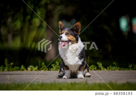 Welsh corgi dog with flowers 88308193
