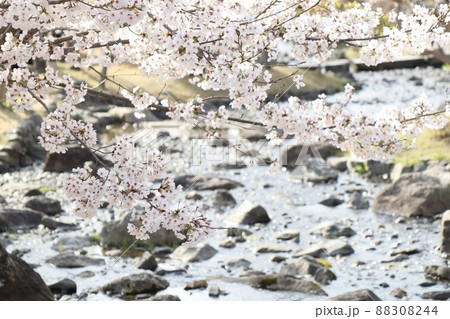 満開の桜 88308244