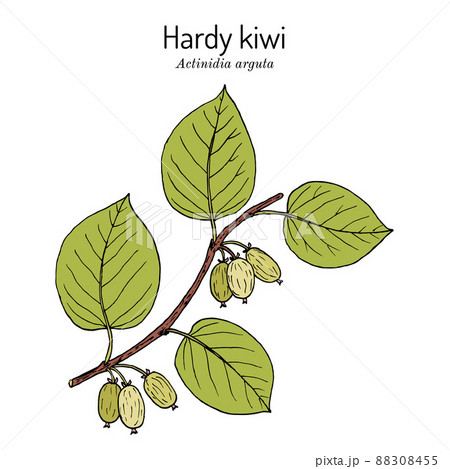 Hardy kiwi Actinidia arguta , edible and medicinal plant Hardy kiwi Actinidia arguta , edible and medicinal plant 88308455