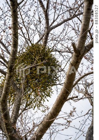 ヤドリギ 88308527