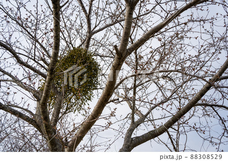 ヤドリギ 88308529