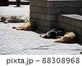 犬の昼寝 88308968