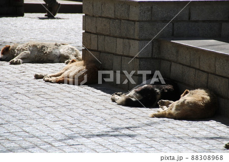 犬の昼寝 88308968
