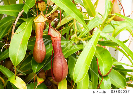 写真、植物、食虫植物のウツボカズラ　消化液を出して昆虫を溶かす 88309057