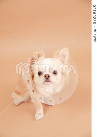 ハードタイプのエリザベスカラーをつけたクリーム色のロングコートチワワ  88309120