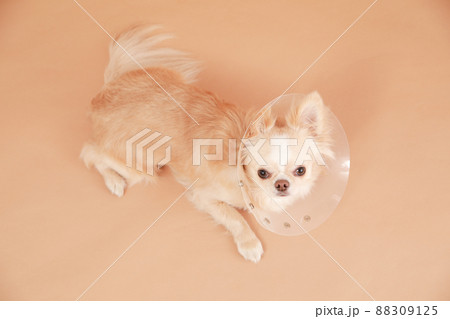 ハードタイプのエリザベスカラーをつけたクリーム色のロングコートチワワ  88309125