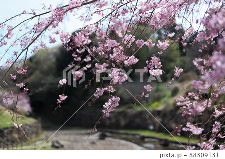 里山の桜の写真素材 [88309131] - PIXTA