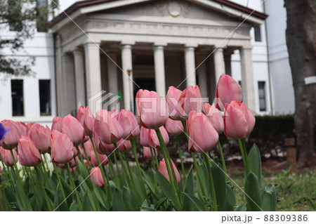 大倉山記念館とチューリップ 88309386