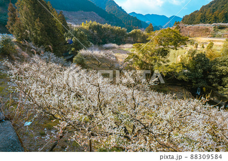和歌山 田辺 梅林 和歌山 田辺 梅林 88309584