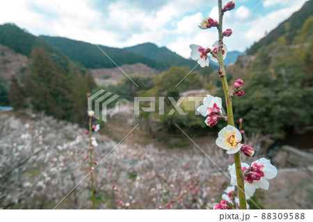 和歌山　田辺　梅林 88309588