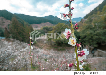 和歌山　田辺　梅林 88309589