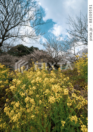 和歌山 田辺 梅林 和歌山 田辺 梅林 88309591