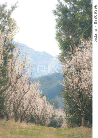 和歌山　田辺　梅林 88309596