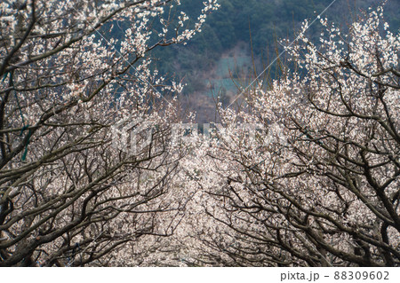 和歌山 田辺 梅林 和歌山 田辺 梅林 88309602