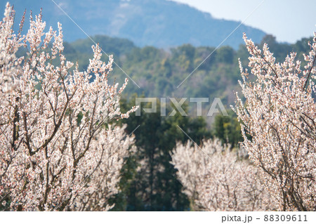 和歌山　田辺　梅林 88309611