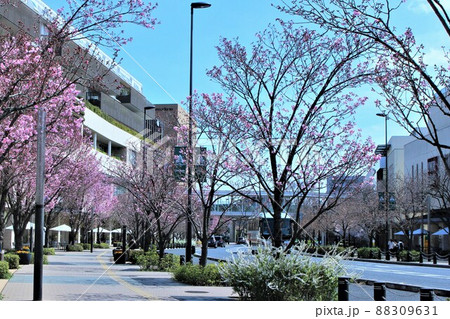 八重桜の咲く柏の葉キャンパス駅周辺 88309631