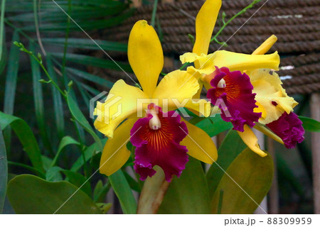 カトレア（洋ランの女王） 88309959