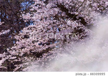 桜とユキヤナギ 桜とユキヤナギ 88309995