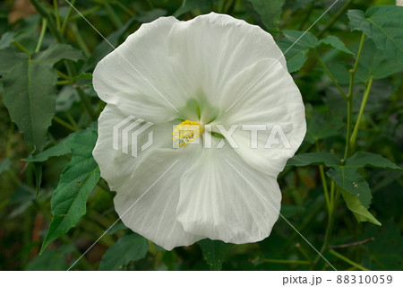 巨大輪の花　タイタンビカス　ホワイト 88310059