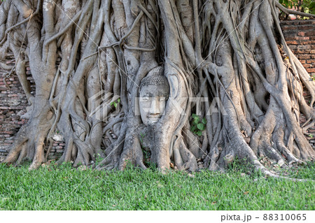 Head of Buddha statue in the tree roots at Wat Mahathat in Ayutthaya Province, Thailand. 88310065