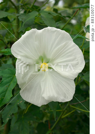 巨大輪の花 タイタンビカス ホワイト 巨大輪の花 タイタンビカス ホワイト 88310077