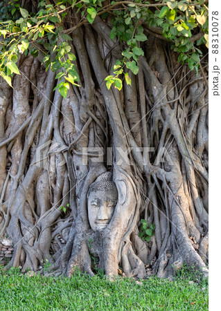 Head of Buddha statue in the tree roots at Wat Mahathat in Ayutthaya Province, Thailand. Head of Buddha statue in the tree roots at Wat Mahathat in Ayutthaya Province, Thailand. 88310078
