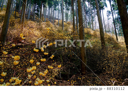 京都府 綾部市 ミツマタの群生地 88310112