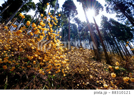 京都府 綾部市 ミツマタの群生地 京都府 綾部市 ミツマタの群生地 88310121