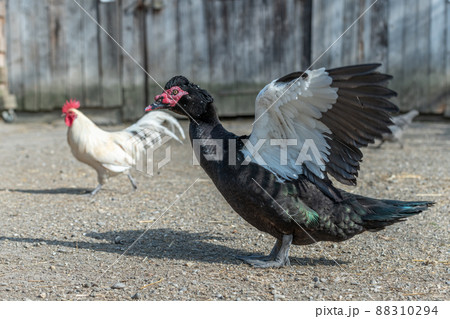 Muscovy duck opening its wings in a farmyard. Muscovy duck opening its wings in a farmyard. 88310294