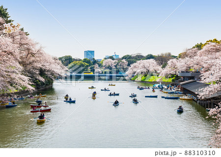 桜満開の千鳥ヶ淵 88310310