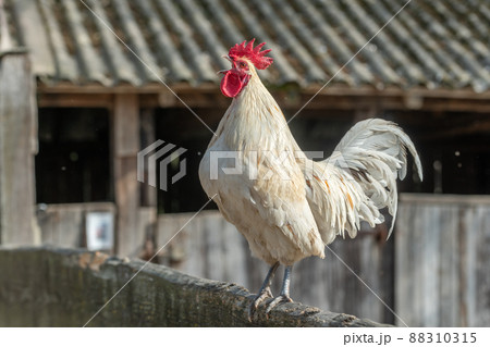Rooster crowing in a barnyard on an educational farm. Rooster crowing in a barnyard on an educational farm. 88310315