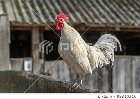 Rooster crowing in a barnyard on an educational farm. Rooster crowing in a barnyard on an educational farm. 88310316