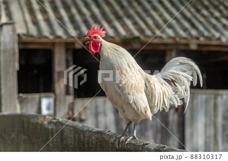 Rooster crowing in a barnyard on an educational farm. Rooster crowing in a barnyard on an educational farm. 88310317